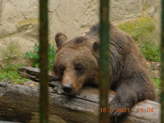 Ursus arctos