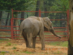 Elephas maximus