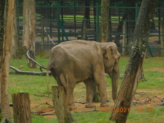 Elephas maximus