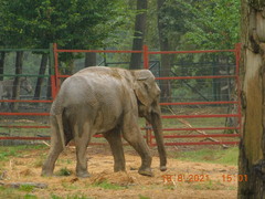 Elephas maximus