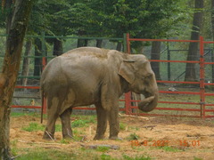 Elephas maximus