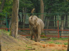 Elephas maximus