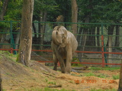 Elephas maximus