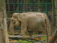 Elephas maximus
