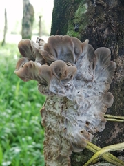 Auricularia mesenterica