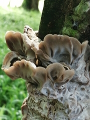 Auricularia mesenterica