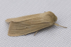 Mythimna pallens