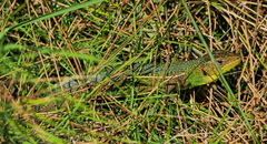 Lacerta diplochondrodes cariensis