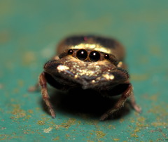 Simaethina