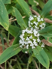 Spermacoce dasycephala