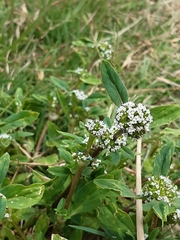 Spermacoce dasycephala