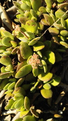 Crassula swaziensis