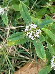 Spermacoce dasycephala