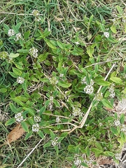 Spermacoce dasycephala