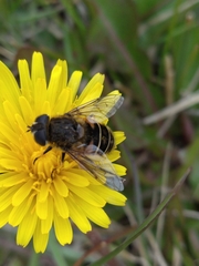Eristalis croceimaculata