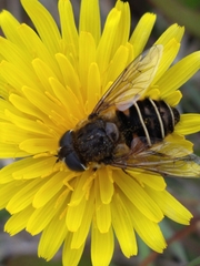 Eristalis croceimaculata