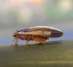 Peplomyza