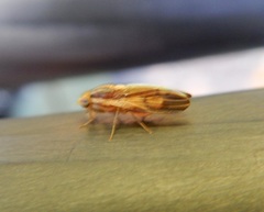 Peplomyza
