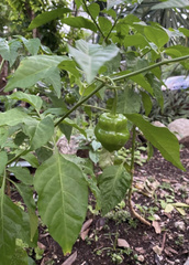 Capsicum chinense