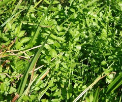 Berula