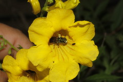 Calloceratina