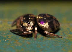 Simaethina