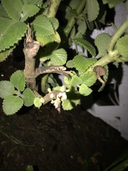 Magnoliopsida