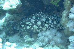 Epinephelus summana