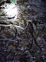 Boaedon fuliginosus