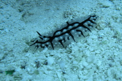 Phyllidiopsis sinaiensis
