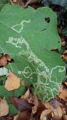 Phytomyza lappae