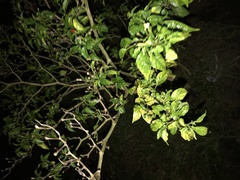 Capsicum annuum