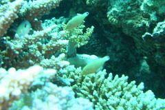 Oxymonacanthus halli