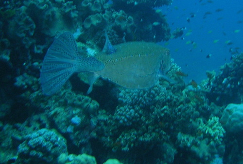 Yellow Boxfish — seen at this dive site