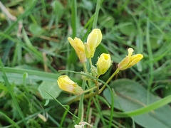 Angiospermae
