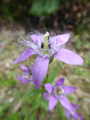 Gentianella austriaca