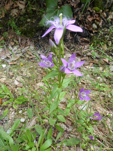 Image of Gentianella austriaca by (c) Michael Andresek, some rights reserved (CC BY)