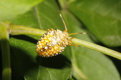 Edessa reticulata