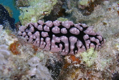 Phyllidiopsis sinaiensis