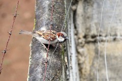 Passer domesticus
