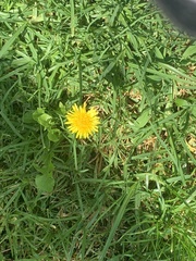 Taraxacum officinale