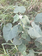 Allowissadula lozanoi