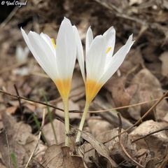 Crocus ochroleucus