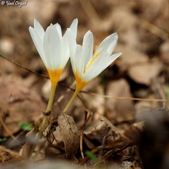 Crocus ochroleucus