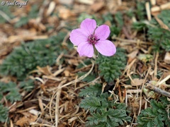 Erodium acaule