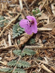 Erodium acaule