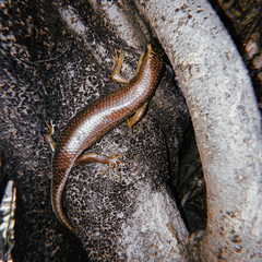 Eutropis multifasciata