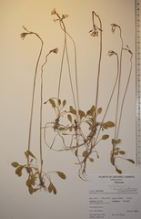 Primula egaliksensis