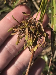 Cyperus ochraceus