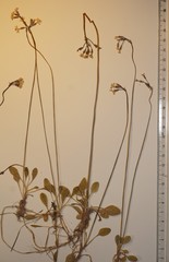 Primula egaliksensis